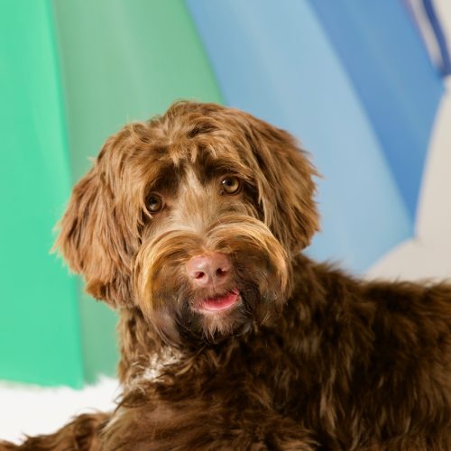 Ridgy Didge Gypsy Tails