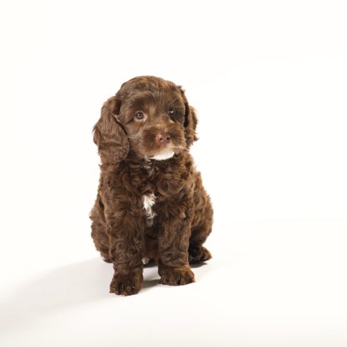 Ridgy Didge Hazel Tails