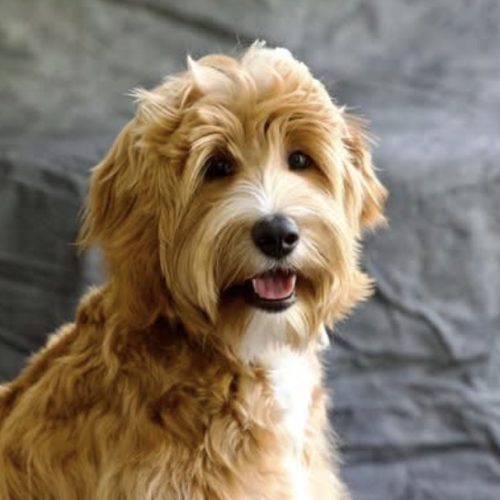 Ridgy Didge Lucy LuLu (Hachi)