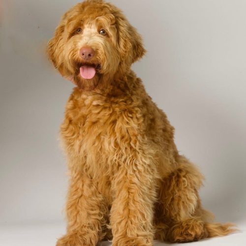 Caralee Rama (Ralph)