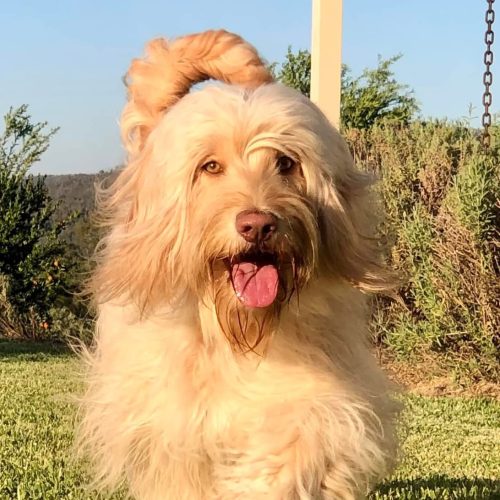 Homelytailmates Jesse